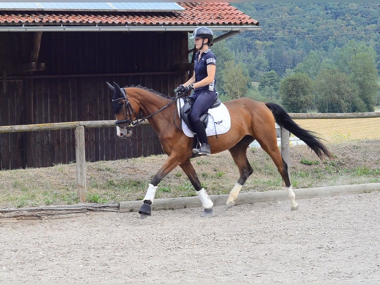 Plus de chevaux à sang chaud Jument 4 Ans 158 cm  in Wellheim