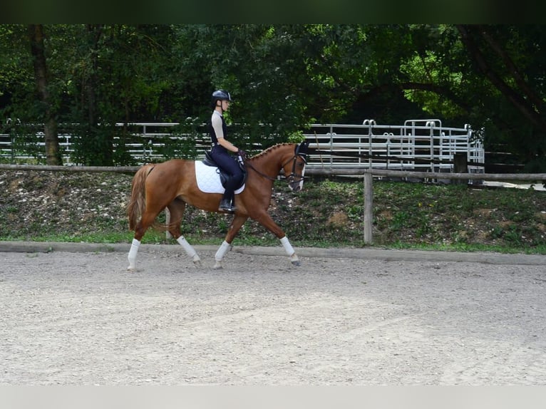 Plus de chevaux à sang chaud Jument 4 Ans 160 cm Alezan in Wellheim