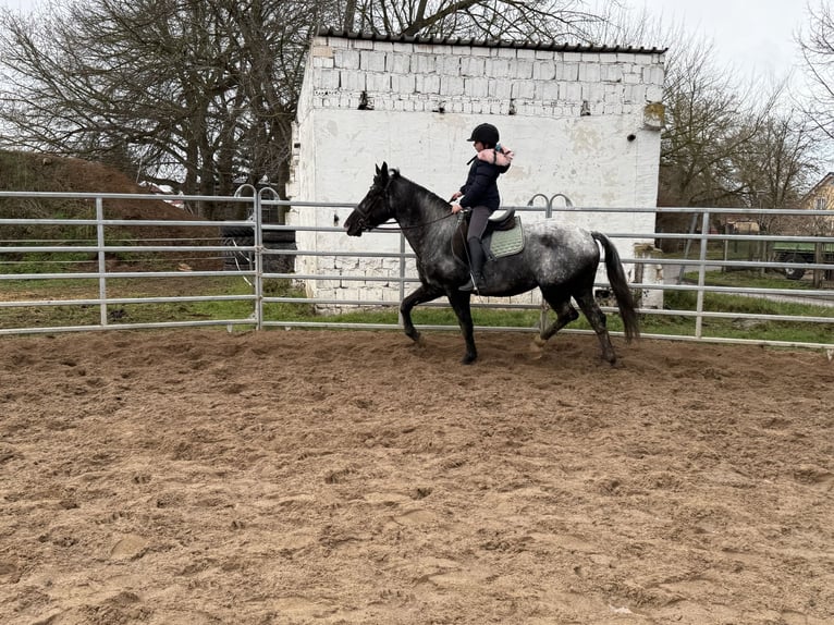 Plus de chevaux à sang chaud Jument 4 Ans 160 cm Rouan bleu in Gleina