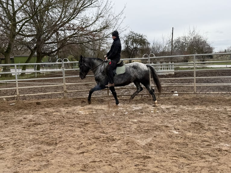 Plus de chevaux à sang chaud Jument 4 Ans 160 cm Rouan bleu in Gleina