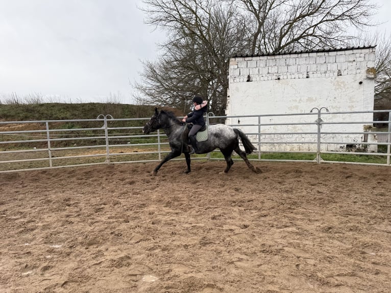 Plus de chevaux à sang chaud Jument 4 Ans 160 cm Rouan bleu in Gleina