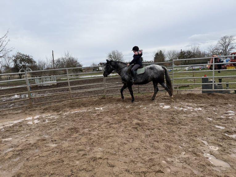 Plus de chevaux à sang chaud Jument 4 Ans 160 cm Rouan bleu in Gleina