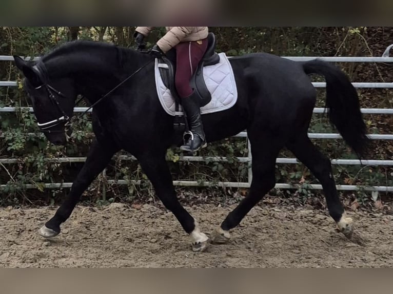 Plus de chevaux à sang chaud Jument 4 Ans 162 cm Noir in H&#xFC;nstetten