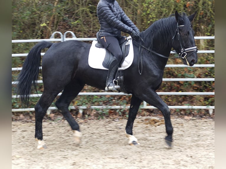Plus de chevaux à sang chaud Jument 4 Ans 162 cm Noir in H&#xFC;nstetten