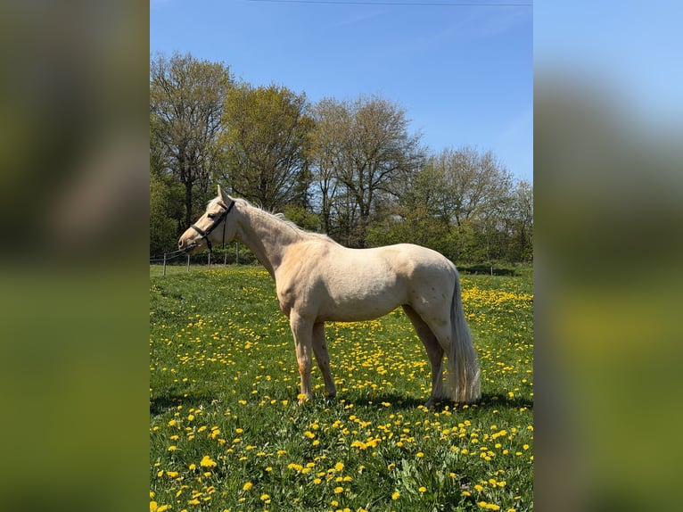 Plus de chevaux à sang chaud Jument 4 Ans 162 cm Palomino in Lehe