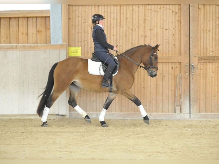 Plus de chevaux à sang chaud Jument 4 Ans 164 cm Bai clair in Wellheim
