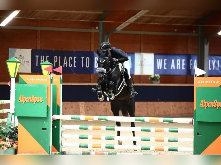 Plus de chevaux à sang chaud Jument 4 Ans 164 cm Noir in Enzesfeld-Lindabrunn