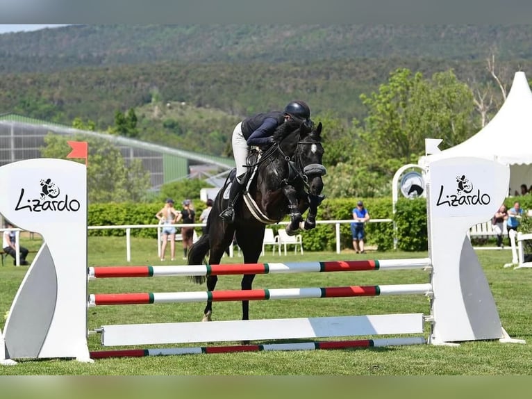 Plus de chevaux à sang chaud Jument 4 Ans 164 cm Noir in Enzesfeld-Lindabrunn
