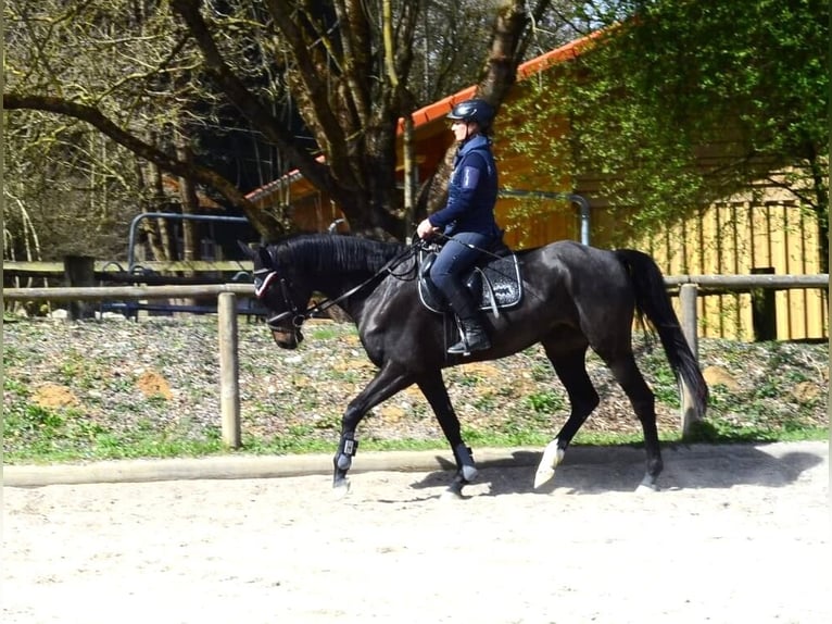 Plus de chevaux à sang chaud Jument 4 Ans 165 cm Bai brun foncé in Wellheim