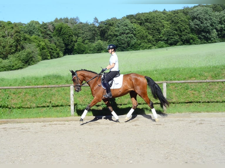 Plus de chevaux à sang chaud Jument 4 Ans 166 cm Bai in Wellheim