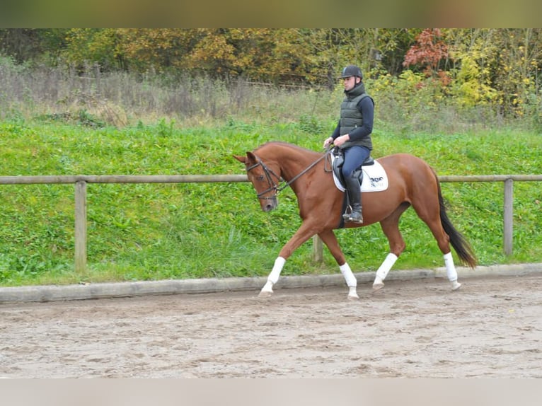 Plus de chevaux à sang chaud Jument 4 Ans 167 cm Alezan brûlé in Wellheim