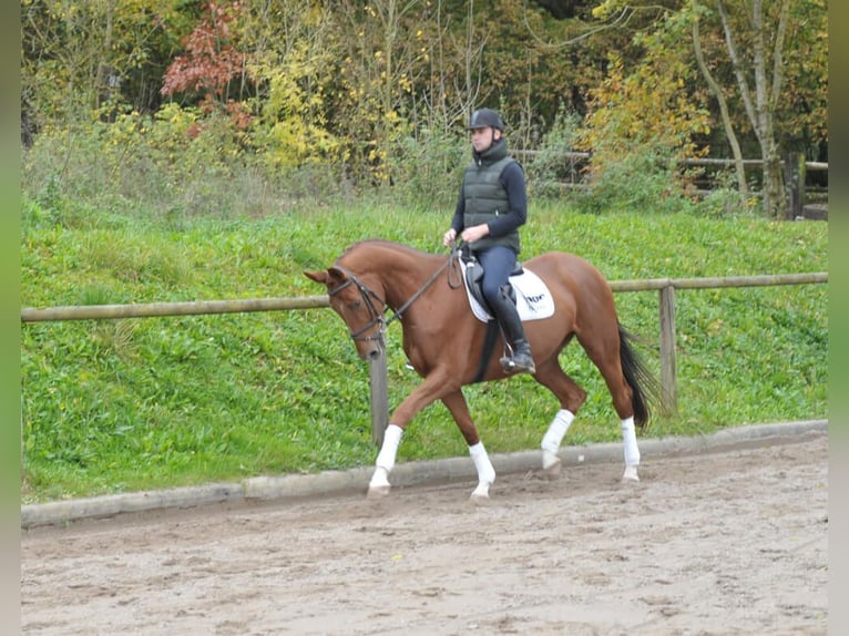 Plus de chevaux à sang chaud Jument 4 Ans 167 cm Alezan brûlé in Wellheim