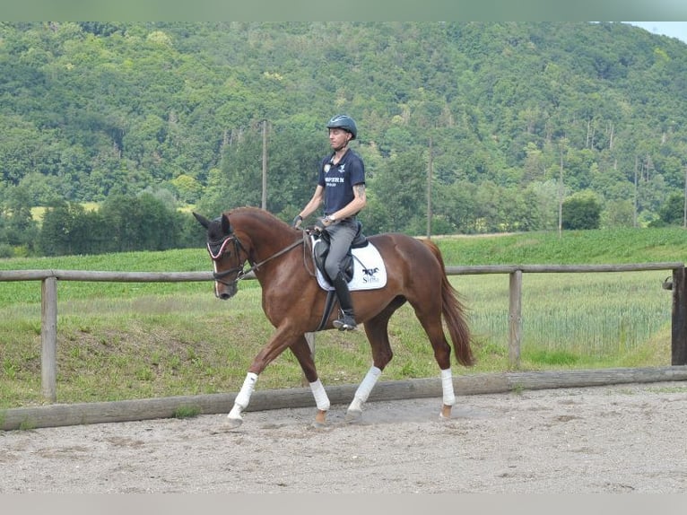 Plus de chevaux à sang chaud Jument 4 Ans 167 cm Alezan in Wellheim