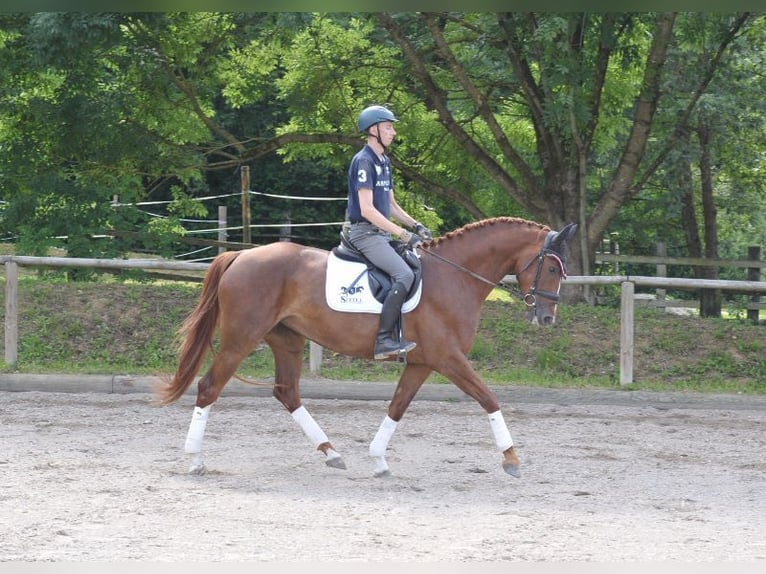 Plus de chevaux à sang chaud Jument 4 Ans 167 cm Alezan in Wellheim