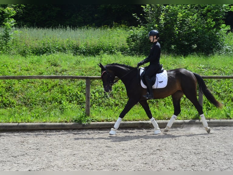 Plus de chevaux à sang chaud Jument 4 Ans 167 cm Bai brun foncé in Wellheim