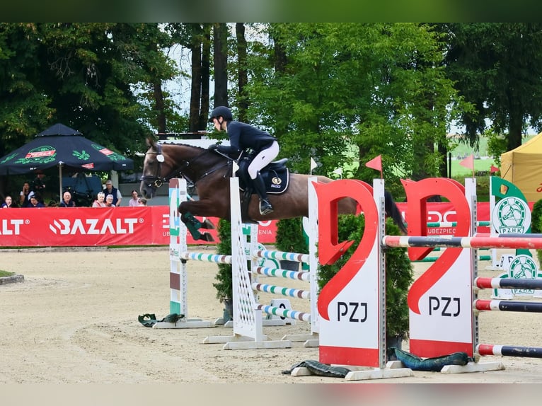 Plus de chevaux à sang chaud Jument 4 Ans 167 cm Gris in Międzyłęż