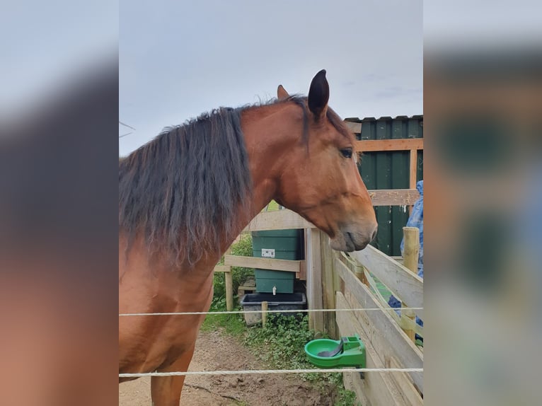 Plus de chevaux à sang chaud Croisé Jument 4 Ans 168 cm Bai in Stadland (Norderschwei)