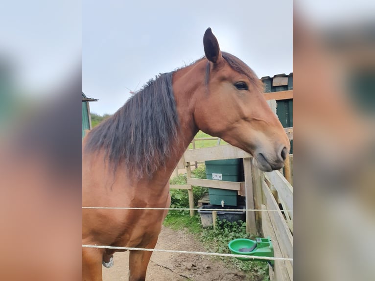 Plus de chevaux à sang chaud Croisé Jument 4 Ans 168 cm Bai in Stadland