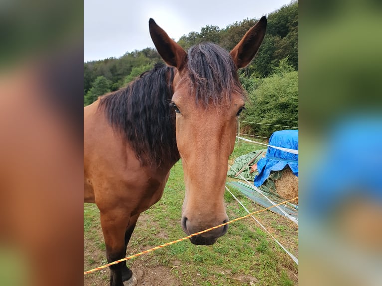 Plus de chevaux à sang chaud Croisé Jument 4 Ans 168 cm Bai in Stadland