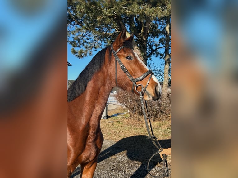 Plus de chevaux à sang chaud Jument 4 Ans 170 cm Bai clair in Pelmberg