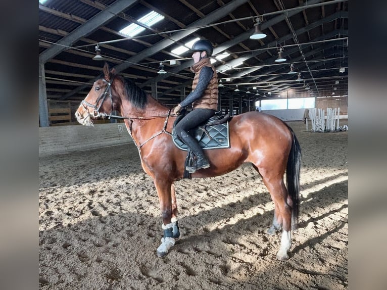 Plus de chevaux à sang chaud Jument 4 Ans 170 cm Bai clair in Pelmberg