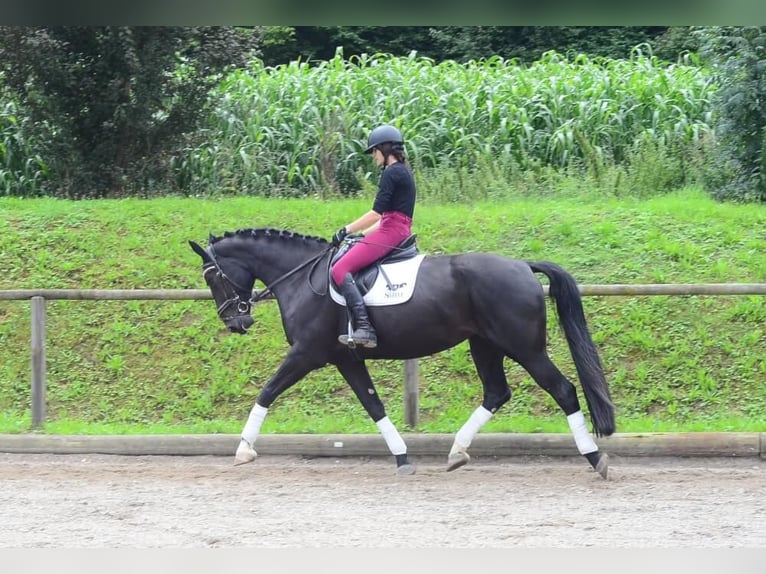 Plus de chevaux à sang chaud Jument 4 Ans 174 cm Noir in Wellheim