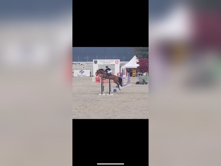 Plus de chevaux à sang chaud Jument 4 Ans 175 cm Bai cerise in Sandnes