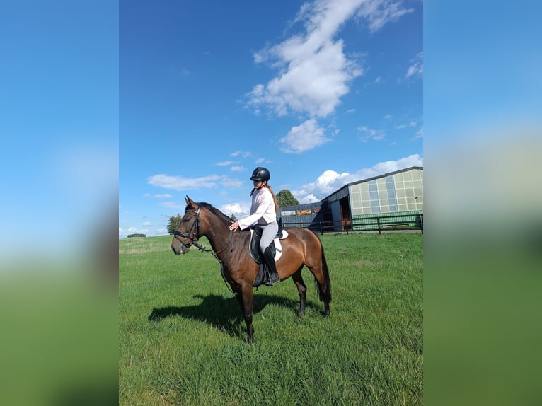 Plus de chevaux à sang chaud Jument 5 Ans 147 cm Bai in Nettersheim