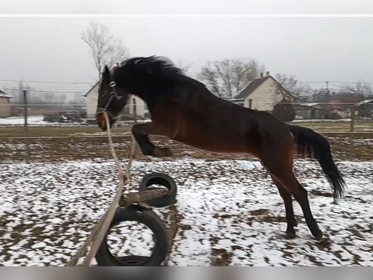 Plus de chevaux à sang chaud Croisé Jument 5 Ans 150 cm Bai brun in Abony