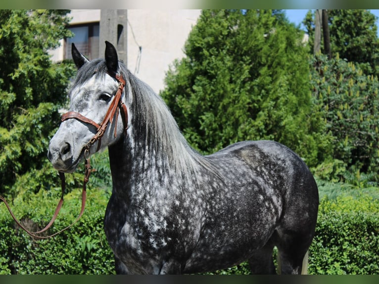 Plus de chevaux à sang chaud Jument 5 Ans 150 cm Gris pommelé in Békés