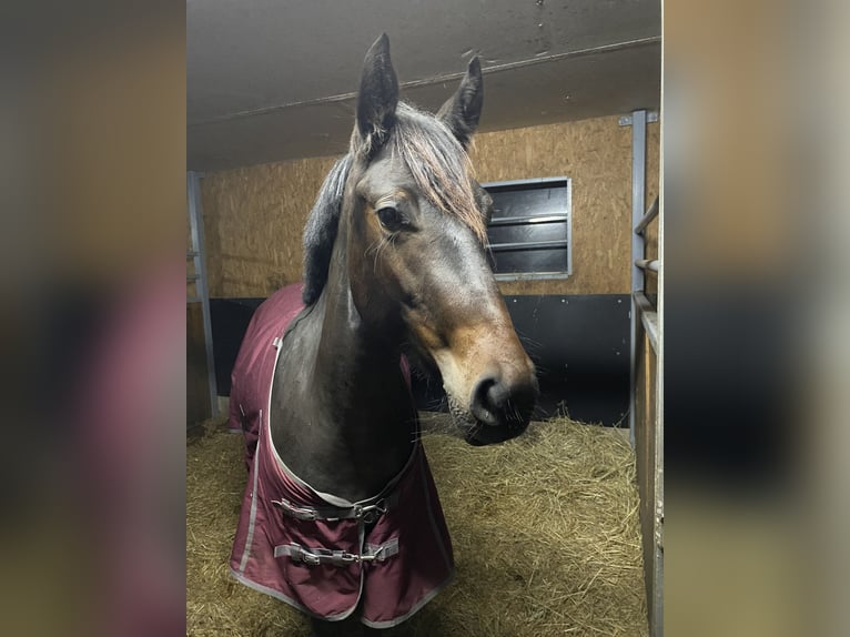 Plus de chevaux à sang chaud Jument 5 Ans 152 cm Bai brun in Holsthum