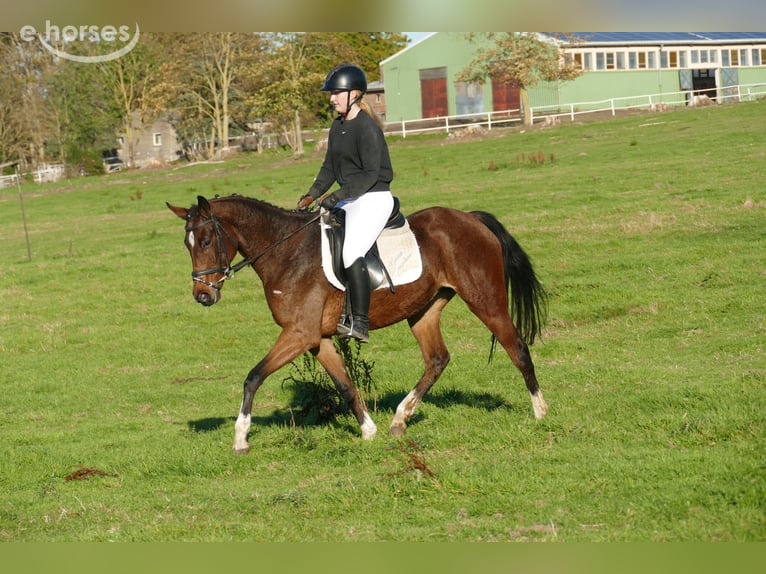 Plus de chevaux à sang chaud Jument 5 Ans 155 cm Bai in Ganschow