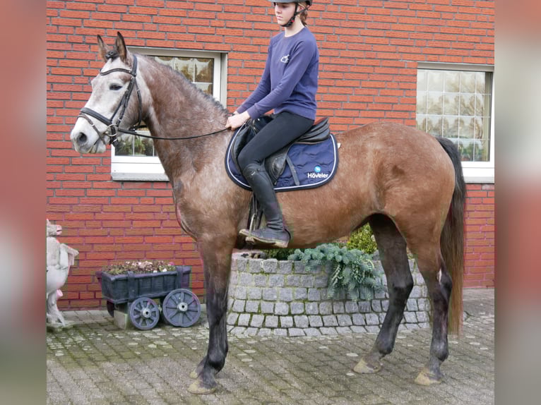 Plus de chevaux à sang chaud Jument 5 Ans 155 cm Gris (bai-dun) in Dorsten