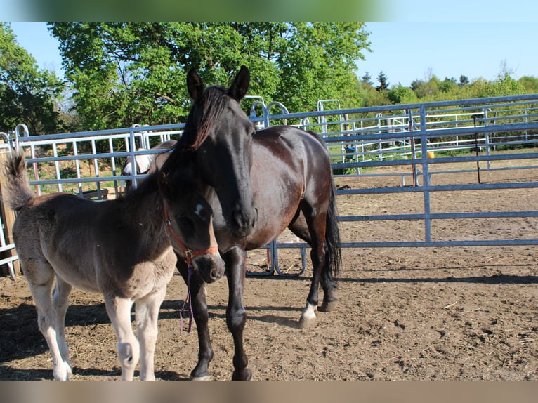 Plus de chevaux à sang chaud Jument 5 Ans 155 cm Noir in Dahme/Mark