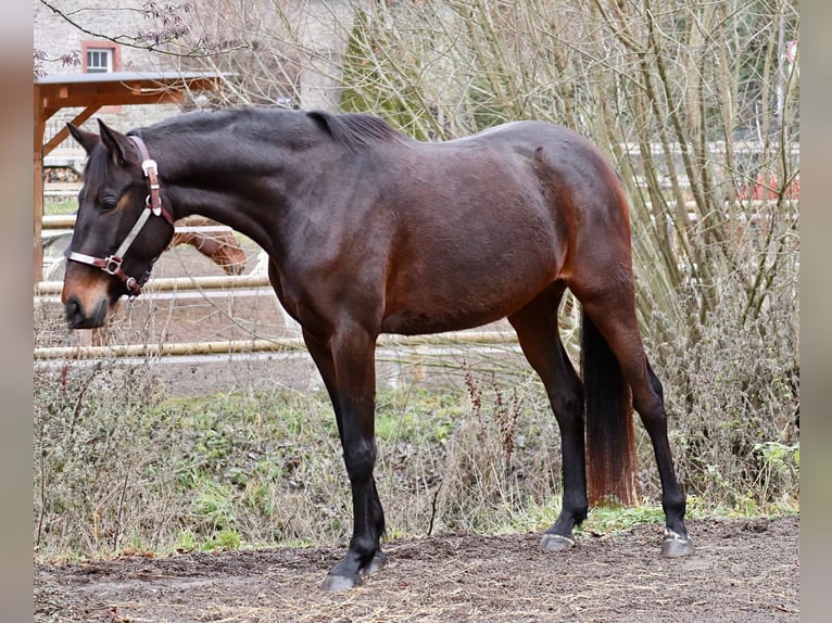 Plus de chevaux à sang chaud Jument 5 Ans 157 cm Bai brun in Üxheim