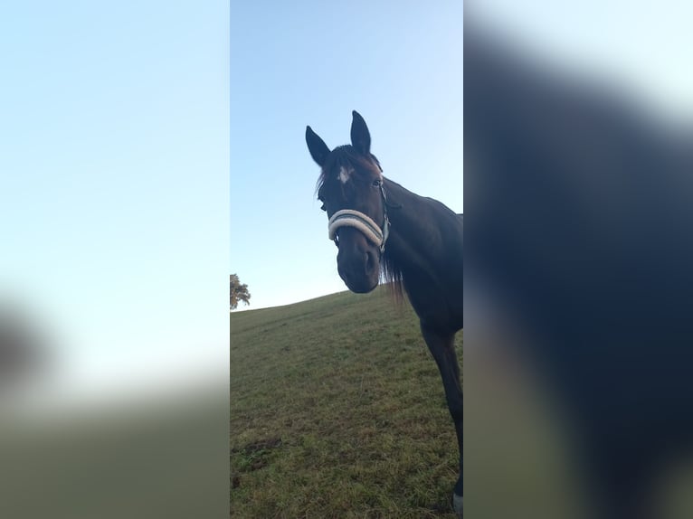 Plus de chevaux à sang chaud Jument 5 Ans 158 cm Bai brun foncé in Tragwein