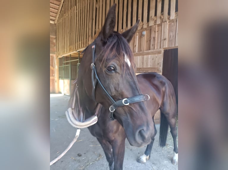Plus de chevaux à sang chaud Jument 5 Ans 158 cm Bai brun foncé in Tragwein