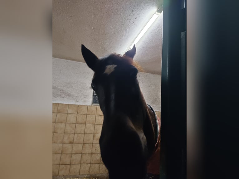 Plus de chevaux à sang chaud Jument 5 Ans 158 cm Bai brun foncé in Tragwein
