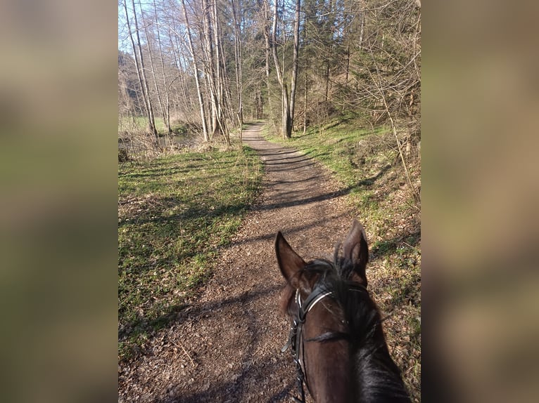 Plus de chevaux à sang chaud Jument 5 Ans 158 cm Bai brun foncé in Tragwein