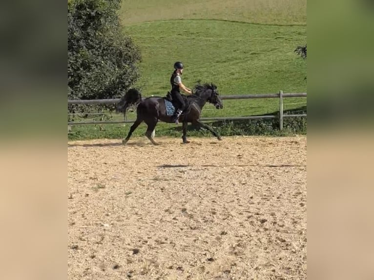 Plus de chevaux à sang chaud Jument 5 Ans 158 cm Bai brun foncé in Tragwein
