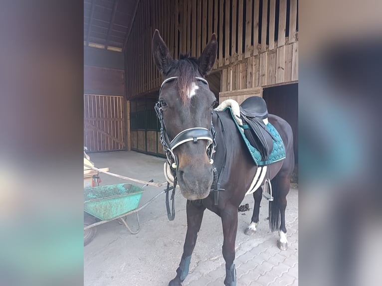 Plus de chevaux à sang chaud Jument 5 Ans 158 cm Bai brun foncé in Tragwein