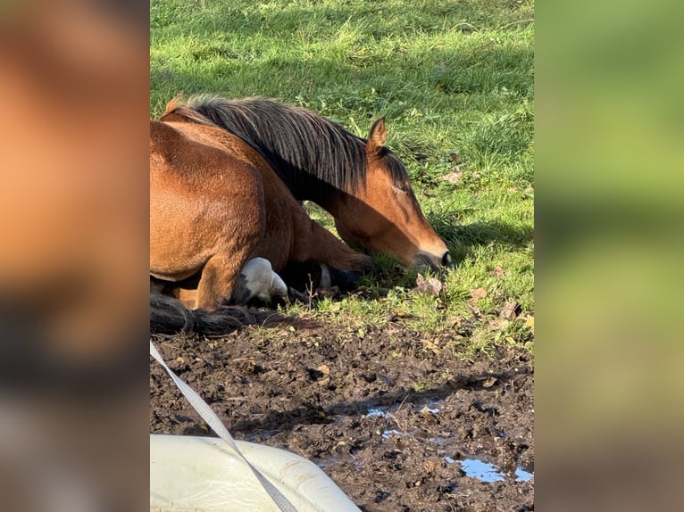 Plus de chevaux à sang chaud Jument 5 Ans 160 cm Bai in Rehfelde Werder