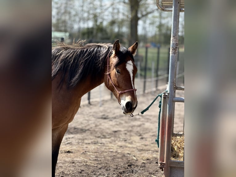 Plus de chevaux à sang chaud Jument 5 Ans 160 cm Bai in Rehfelde Werder