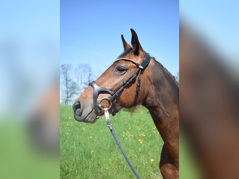 Plus de chevaux à sang chaud Croisé Jument 5 Ans 160 cm Bai in Ełk