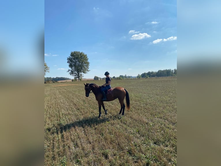 Plus de chevaux à sang chaud Croisé Jument 5 Ans 160 cm Bai in Ełk