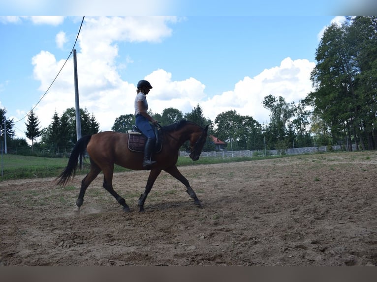 Plus de chevaux à sang chaud Croisé Jument 5 Ans 160 cm Bai in Ełk