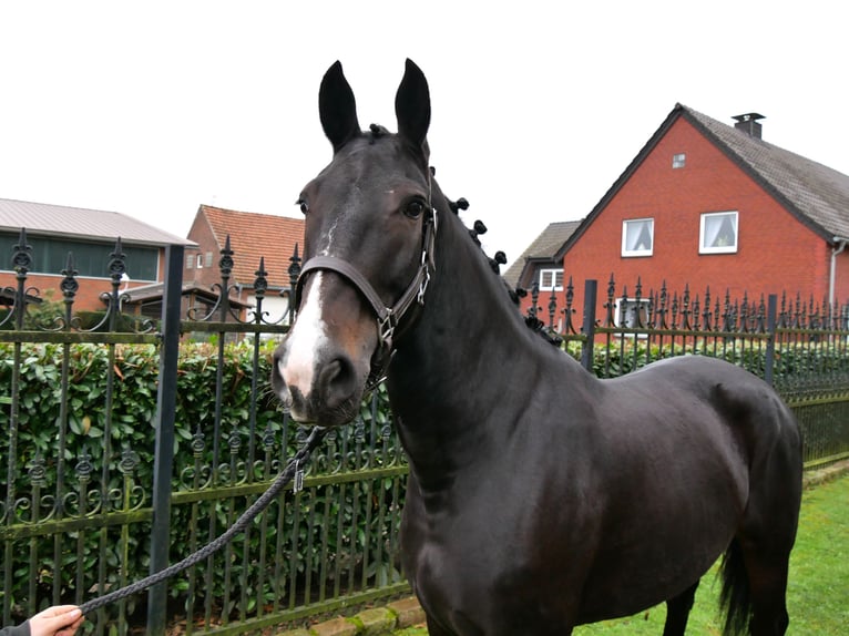 Plus de chevaux à sang chaud Jument 5 Ans 160 cm in Dorsten