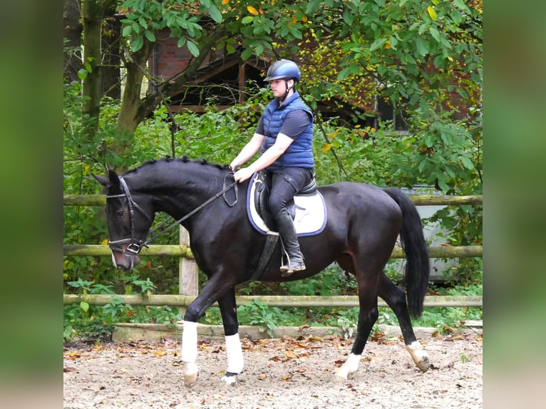 Plus de chevaux à sang chaud Jument 5 Ans 160 cm in Dorsten