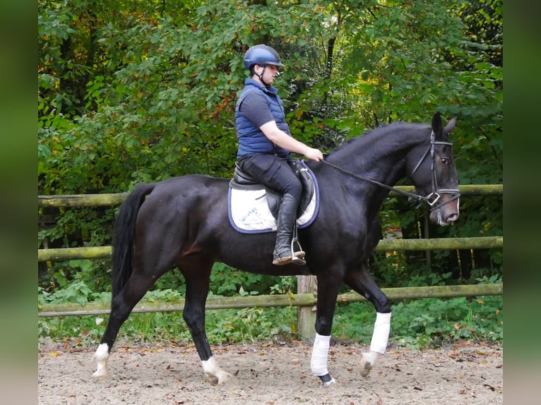 Plus de chevaux à sang chaud Jument 5 Ans 160 cm in Dorsten