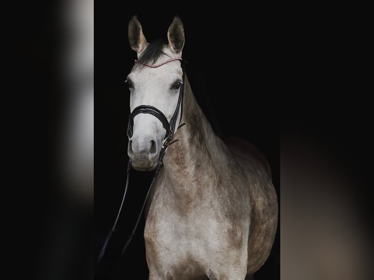Plus de chevaux à sang chaud Jument 5 Ans 160 cm Gris pommelé in Wartenberg
